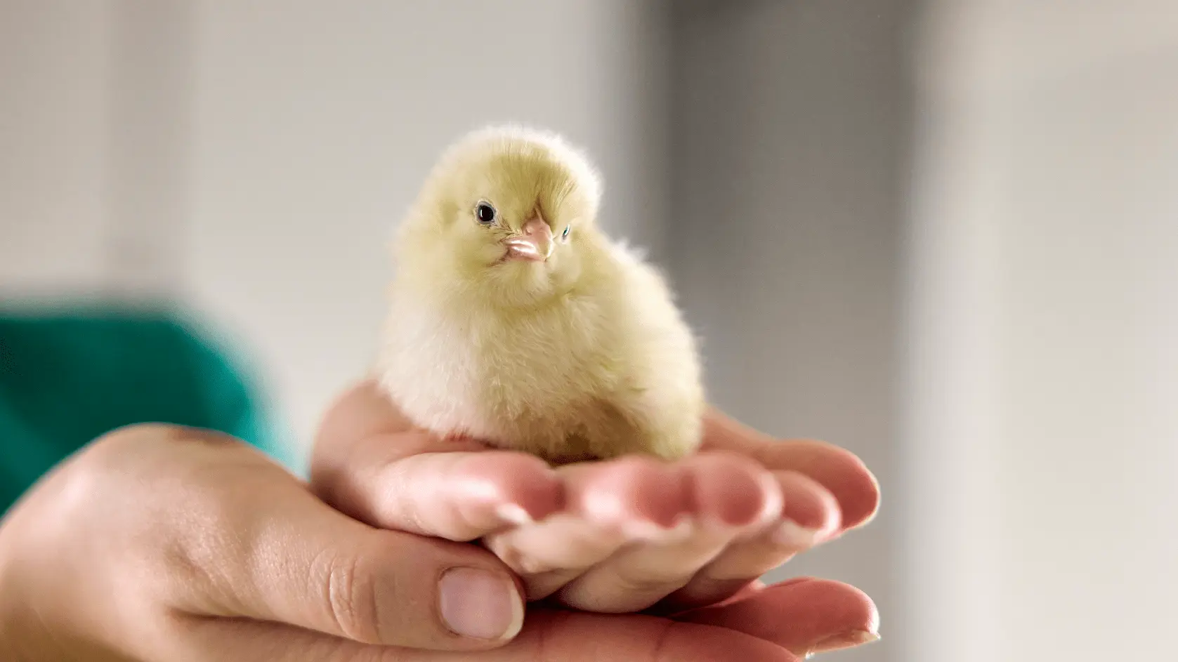 Omelette _orbem_ laying hen longevity