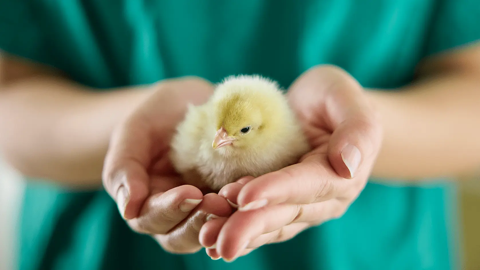 Chick Omelette project Orbem