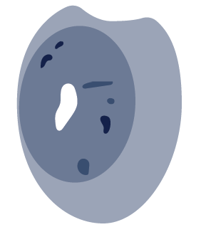 Fertilized egg
