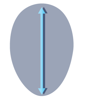 Fertilized egg