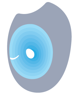Fertilized egg