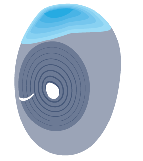 Fertilized egg