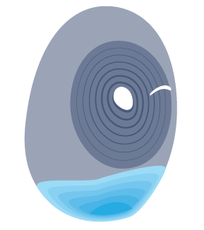 Fertilized egg