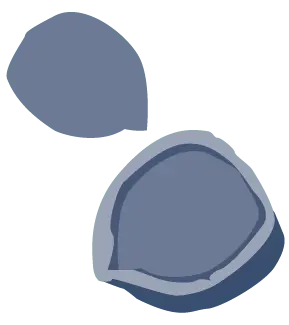 Fertilized egg