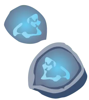 Fertilized egg