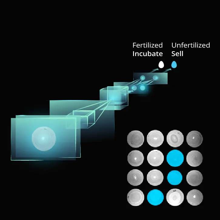 AI egg classification