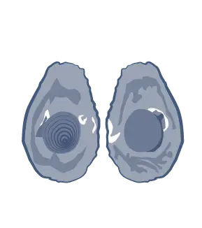 Fertilized egg