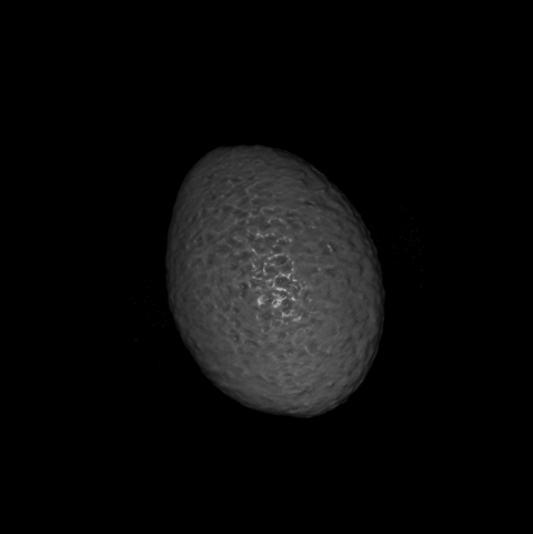 avocado MRI scan