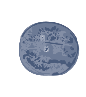 Fertilized egg