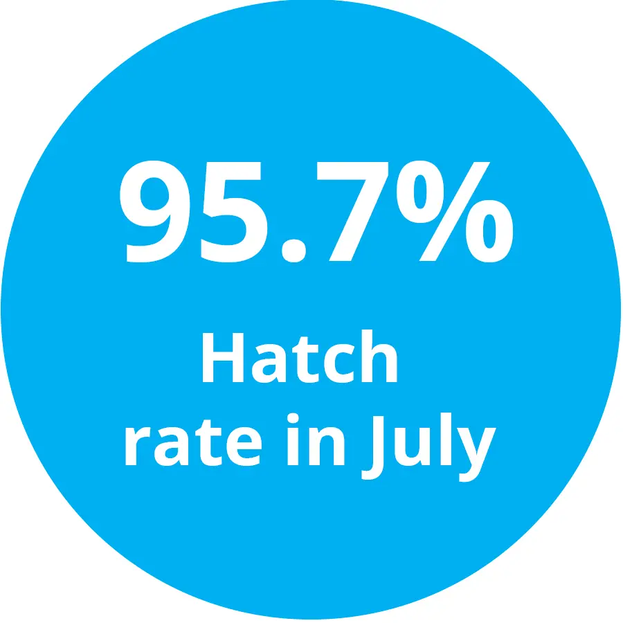 95.7% hatch rate genus focus