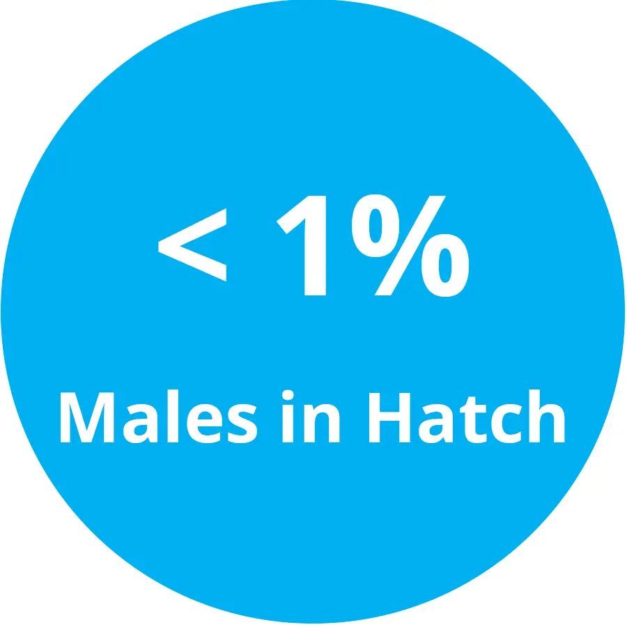 less 1% males in hatch genus focus